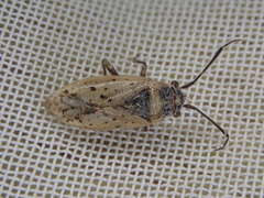 Romna oculata