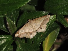 Chiasmia monticolaria