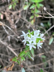 Otiophora cupheoides
