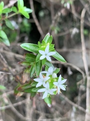 Otiophora cupheoides