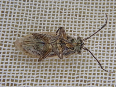Romna oculata