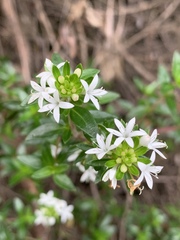 Otiophora cupheoides