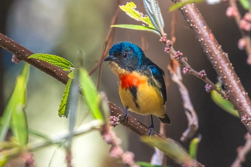 Fire-breasted Flowerpecker (Dicaeum ignipectus), photo 8