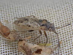Romna oculata