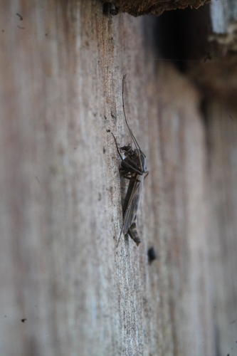 Unknown species found near Lynnhaven House, Virginia Beach, VA 23455, USA
