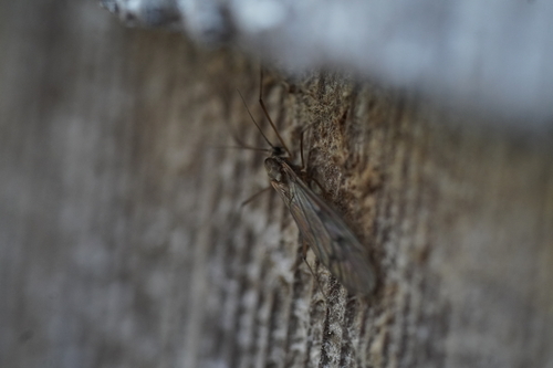 Unknown species found near Lynnhaven House, Virginia Beach, VA 23455, USA