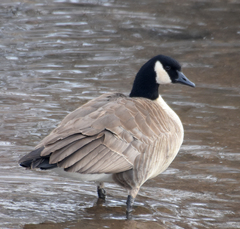 Branta canadensis parvipes
