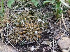 Parodia mammulosa