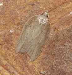 Acleris effractana