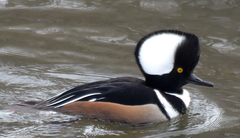 Lophodytes cucullatus