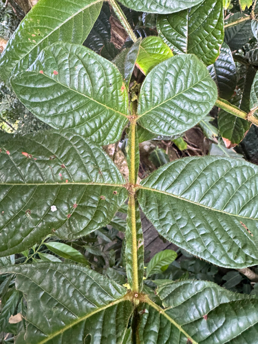 Inga edulis - Whole tree