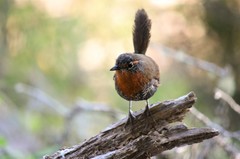 Scelorchilus rubecula