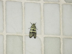 Heortia vitessoides