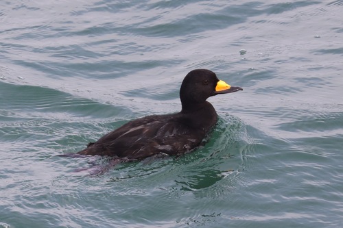 Negrón americano (Melanitta americana)