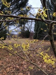 Hamamelis mollis