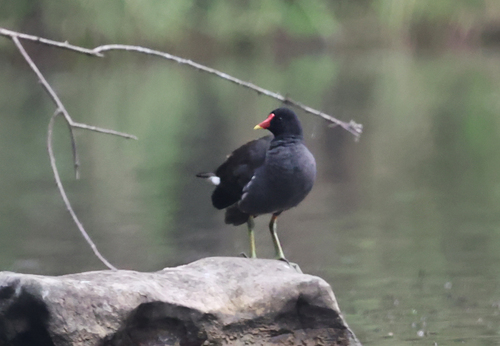 Common Moorhen