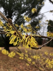 Hamamelis mollis