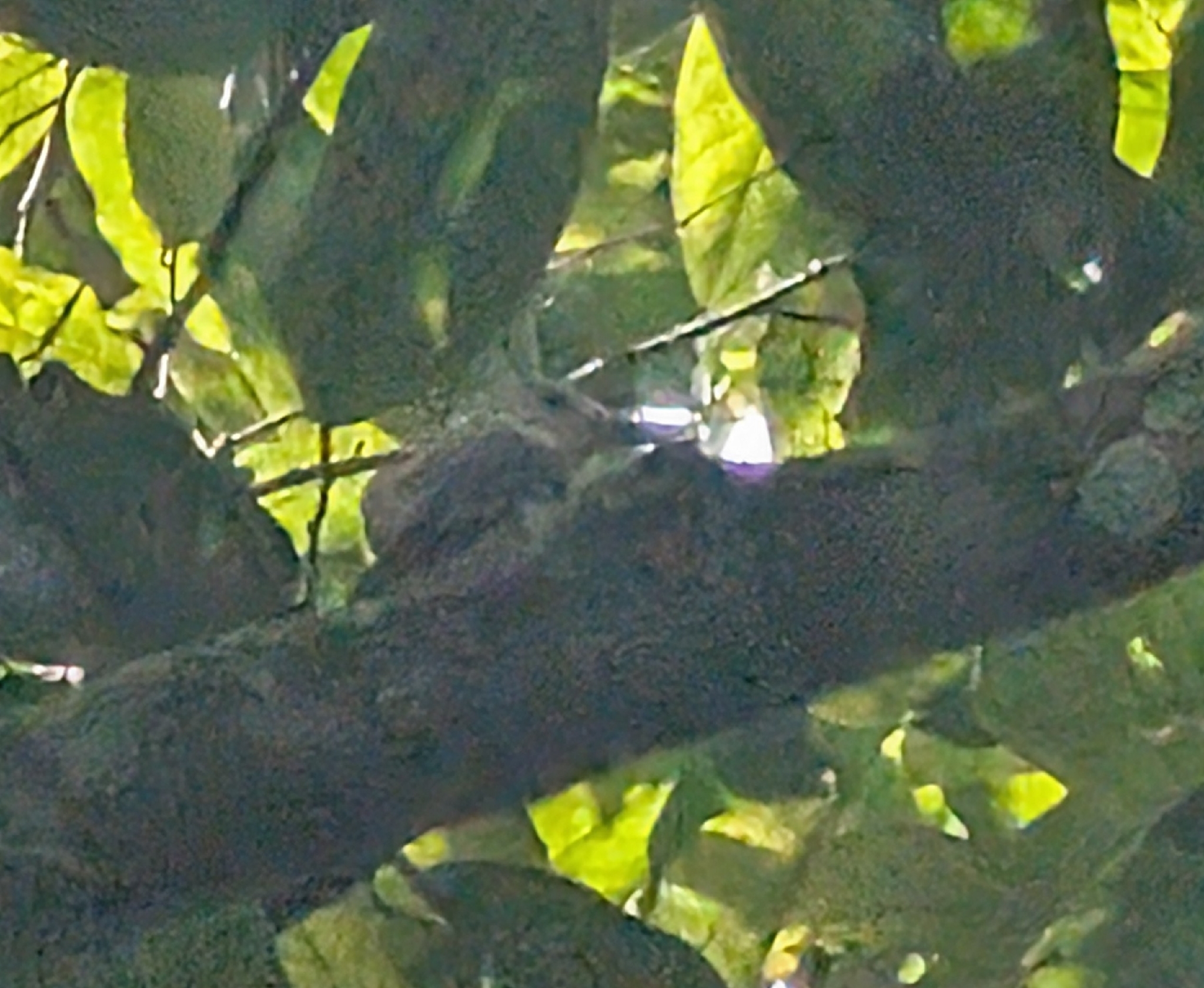 Society Kingfisher (Todiramphus veneratus), photo 6