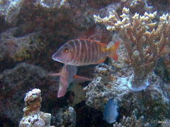 Lethrinus mahsena