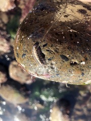 Chitonoidea