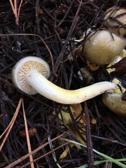 Hygrophorus hypothejus
