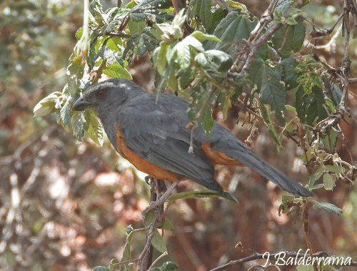 Rufous-bellied Mountain Tanager (Pseudosaltator rufiventris), photo 10