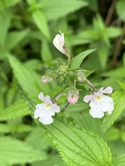 Nemesia rupicola