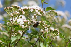 Copestylum macrocephalum