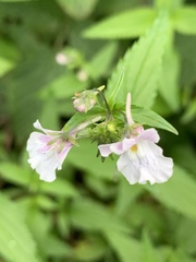 Nemesia rupicola