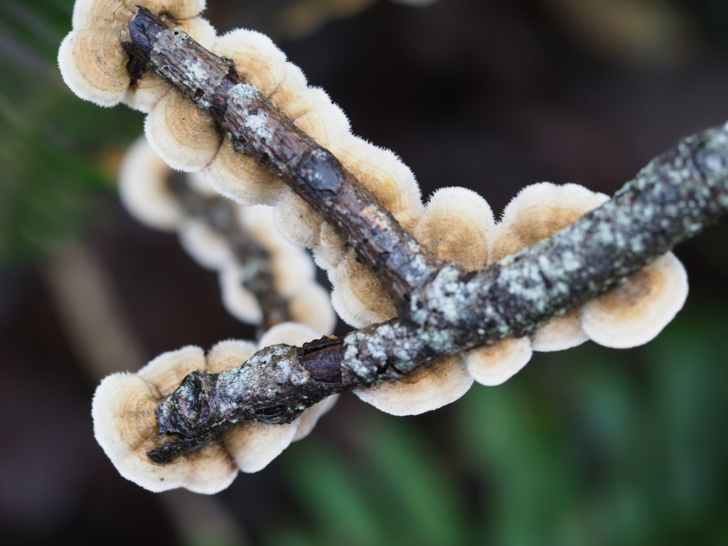 Stereum ochraceoflavum · December 2025 · photo: © aiver (iNaturalist, cc-by)