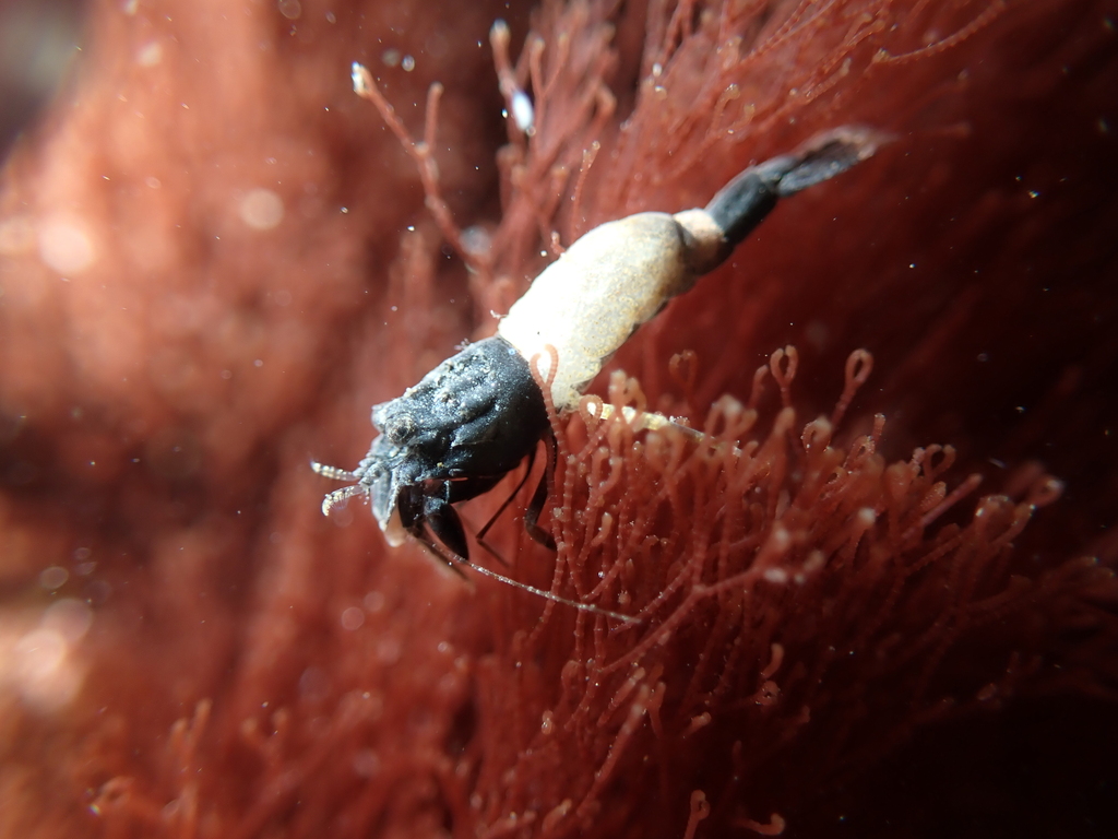 miniature spinyhead