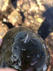 Chitonoidea