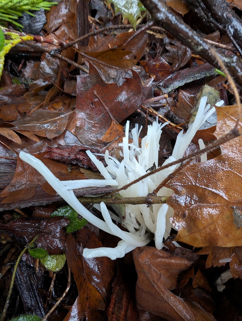 Clavaria fragilis · December 2025 · photo: © shauncase (iNaturalist, cc-by)