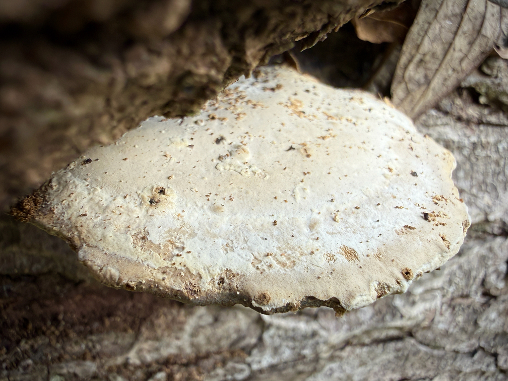Trametes aesculi · December 2025 · photo: © thymetofish (iNaturalist, cc-by)