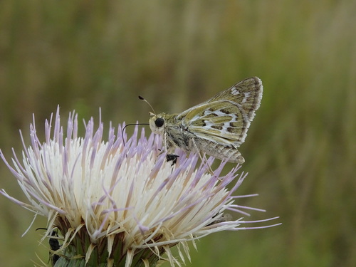 Uncas Skipper photo 2