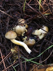 Hygrophorus hypothejus