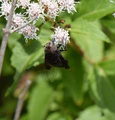 Copestylum mexicanum