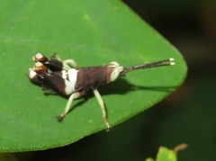 Ommatolampidinae