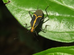Hypselonotus linea