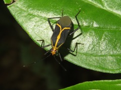 Hypselonotus linea