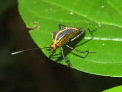 Hypselonotus linea