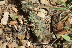 Euphorbia velleriflora