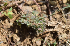 Euphorbia velleriflora