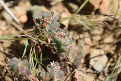 Euphorbia velleriflora