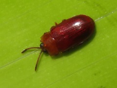 Cephaloleia dilaticollis