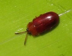 Cephaloleia dilaticollis