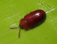 Cephaloleia dilaticollis