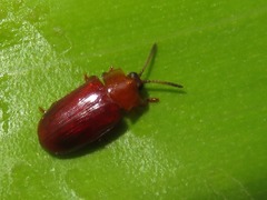 Cephaloleia dilaticollis