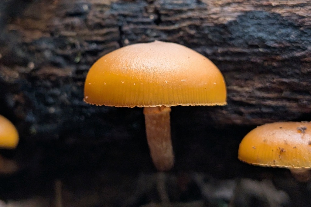 Galerina marginata · December 2025 · photo: © kzoebel (iNaturalist, cc0)
