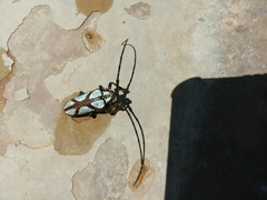 Prosopocera lactator